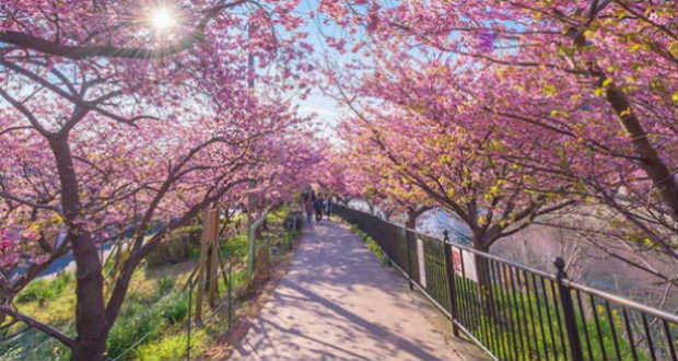 Elkezdődött a látványos cseresznyevirágzás egy japán városban