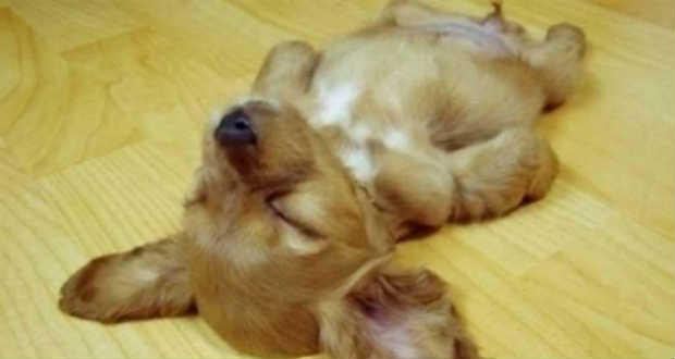 Hasonlóságot mutattak ki a kutyák és az emberek alvásfüggő tanulási mechanizmusa között az ELTE kutatói