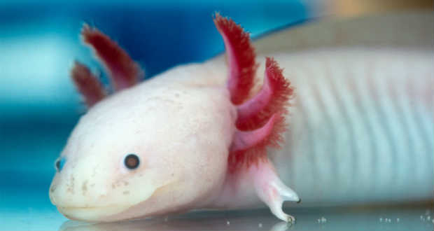 Zord jövő elé tekint az axolotl