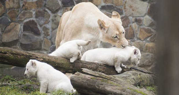 Száz forintos nap a Nyíregyházi Állatparkban