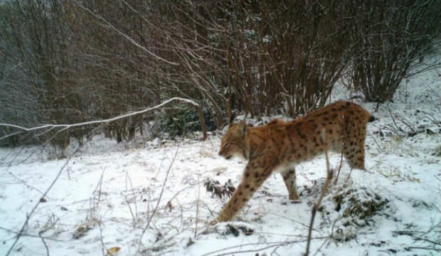 Ritka állatot kaptak lencsevégre a Kárpátokban