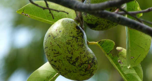 A világ legveszélyesebb fája