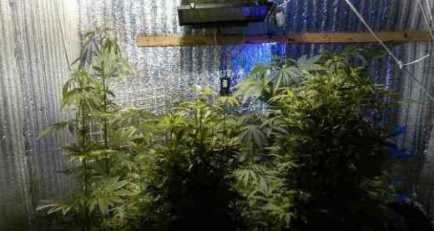 Harminc tő vadkendert termesztett otthonában egy csapi férfi