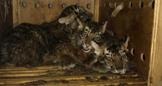 Szibériaitigris-kölyköket kínzott meg egy ukrán állatkert