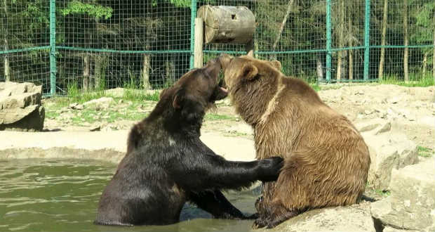 Újabb medvék érkeztek a felsőszinevéri medvemenhelyre