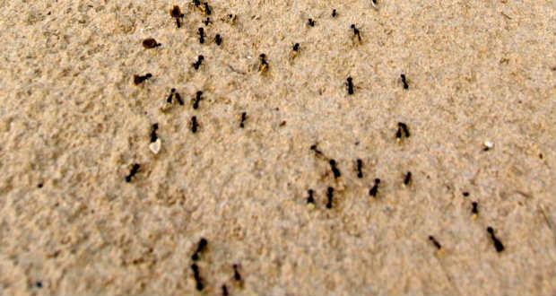 Kimenekítik a harcmezőről sérültjeiket egy hangyafaj tagjai