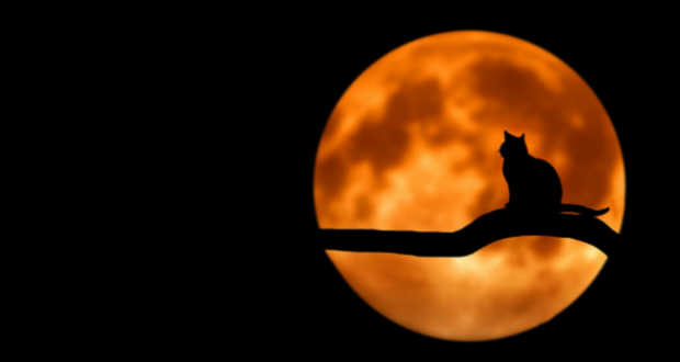 Ím megmondom Zsigmond király csudáját…