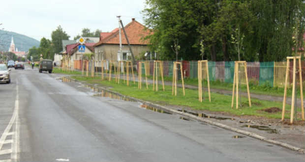 Négyszáz hársfát ültettek Munkácson