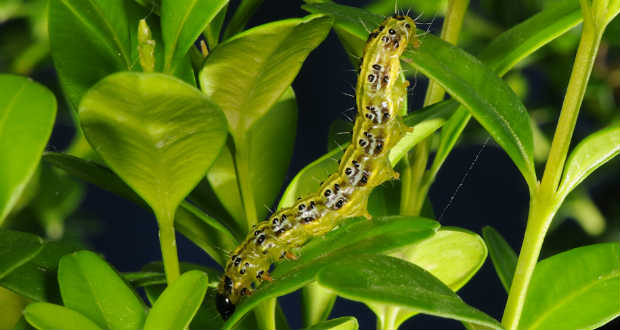 Miért pusztul a puszpáng?