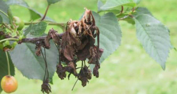 Az ukrán agrárminisztérium szerint a késői fagyok miatt csaknem 30 százalékkal kevesebb gyümölcs érik be az országban