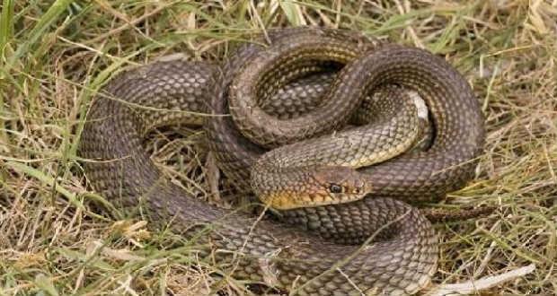 Újra elszaporodtak a kígyók megyénkben