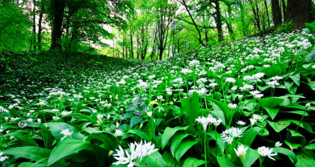 Medvehagyma: a tavaszi méregtelenítő