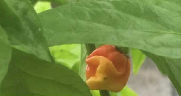 A Sárkány Lehelete: Az új chilipaprika szó szerint méregerős