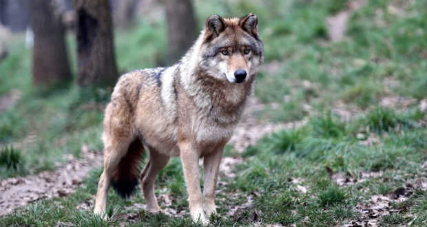 A farkas is képes személyes kapcsolatot kialakítani az emberrel