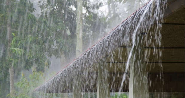 Kopogtató: a természet ereje