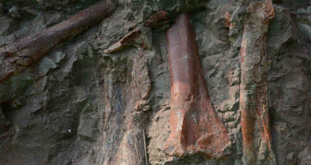 Hatalmas dinoszaurusz-lelőhelyet tárnak fel Kínában