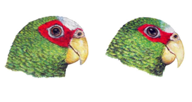 Új papagájfajt fedeztek fel a mexikói Yucatán-félszigeten