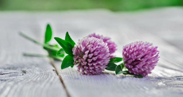 Gyógynövényekkel a pattanások ellen