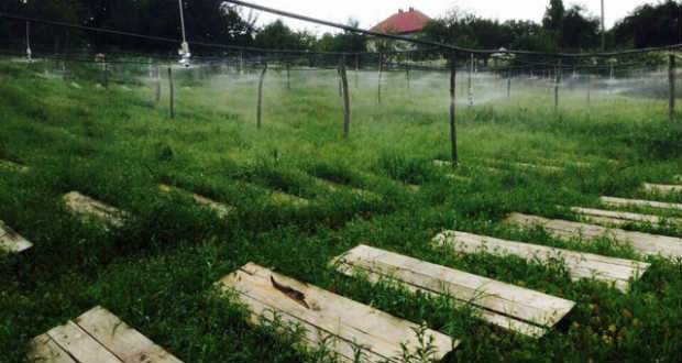 Éticsigafarm Kárpátalján