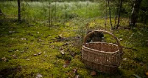 Holtan találtak egy gombázót az Ungvári járásban