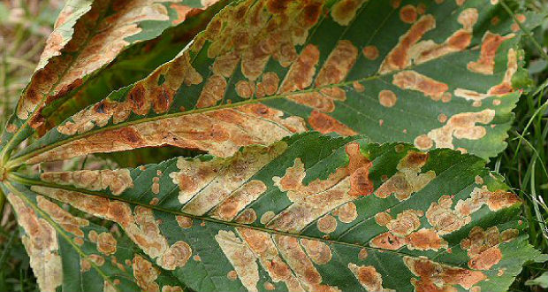 Veszélyben az ungvári vadgesztenyefák