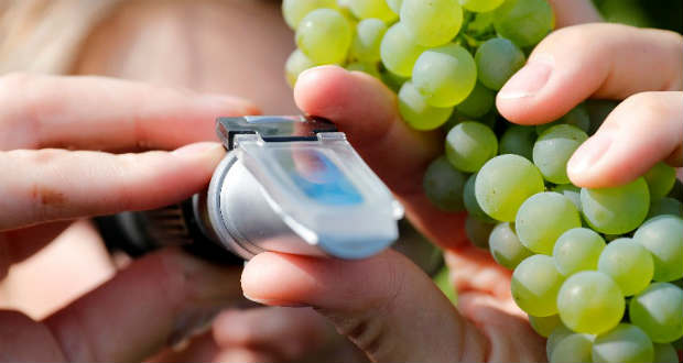 Ez az óbor írhatja át a borkészítés történelmét