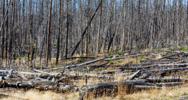 Elszáradó erdők: Kárpátalja sem kivétel