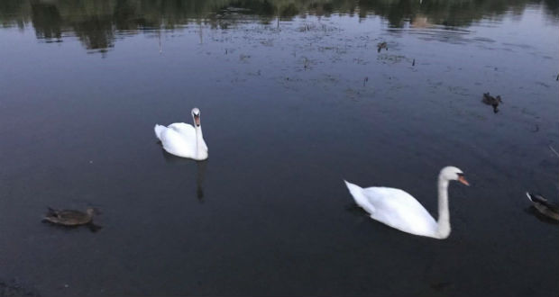 Kárpátalja ma: visszatértek a hattyúk Ungvárra