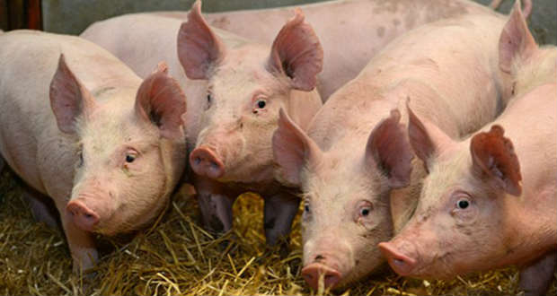 Afrikai sertéspestis jelent meg egy tiszaújlaki sertéstelepen