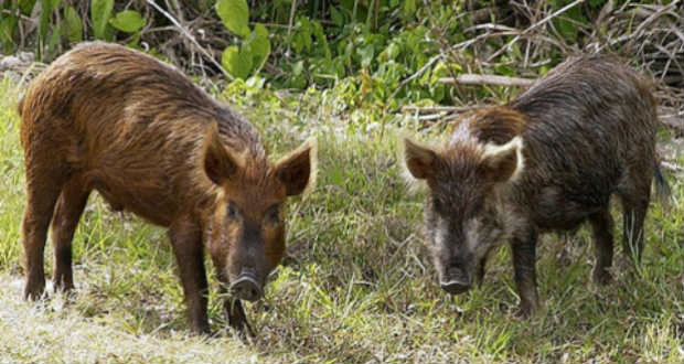 Bulgáriában vaddisznók tömeges kilövését rendelték el a sertéspestis miatt