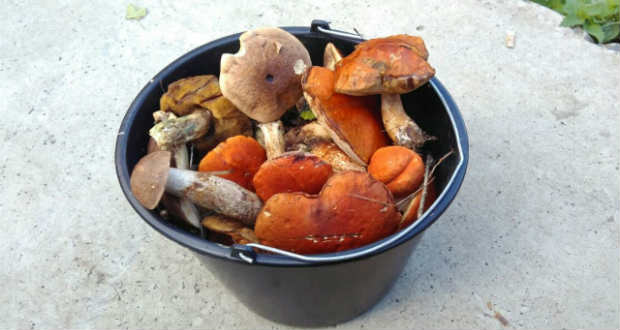 Őszi gombavadászatra fel!