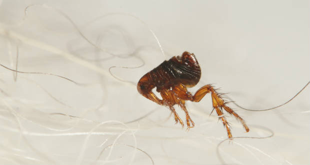 A parazitákat is veszélyezteti a klímaváltozás