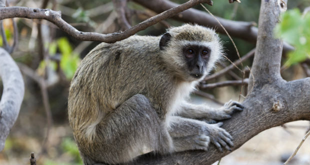Évszázados alkalmazkodás védi a majmokat az immunhiányos kórtól