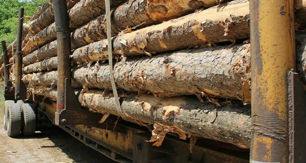 Ukrajnából is csempésző fakereskedőkre csapott le a NAV