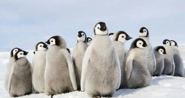 Több ezer pingvinfióka halt éhen az Antarktiszon