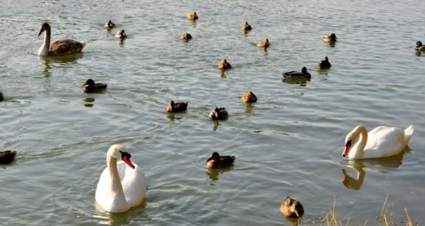 Kárpátalja ma: hattyúk az Ungon