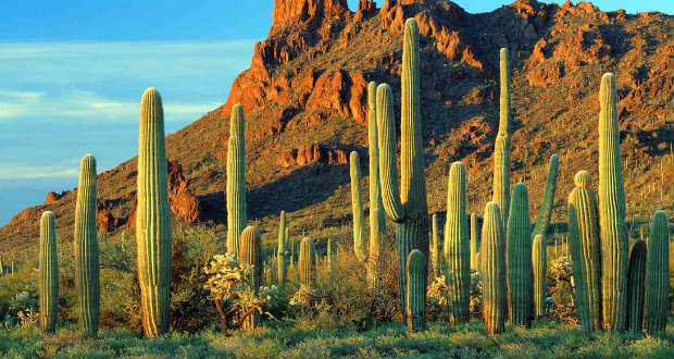 A kaktusz lehet a század haszonnövénye