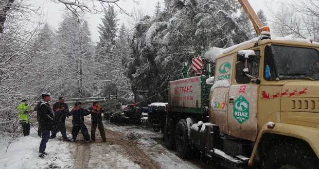 Több mint kilencven éves fát vágtak ki Ukrajna idei újévi ünnepi fenyőjének