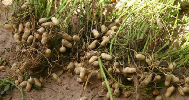 A földimogyoró termesztése