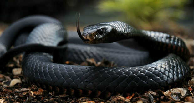 Dán tudósok vizsgálják a magát 25 éve kígyóméreggel beoltó rockzenészt