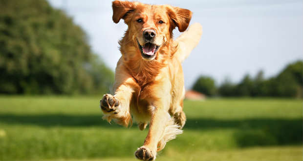 A négylábúak csökkentik a vérnyomást