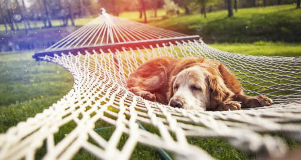 Finta Éva: Rest olvasóknak szóló költemény