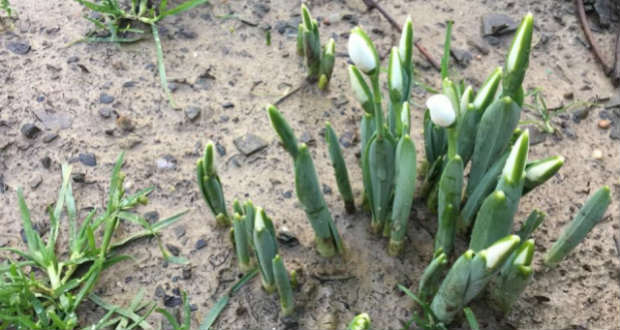 Tavasz télen: virít a hóvirág Kárpátalján