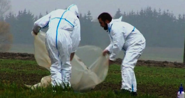 Minden óvintézkedés ellenére terjed a sertéspestis Csehországban