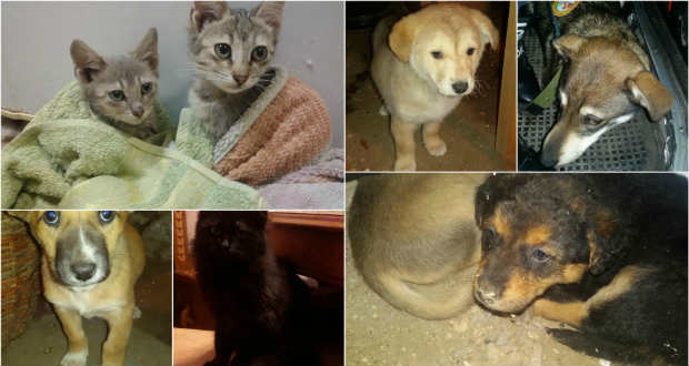 Embernek lenni az embertelenségben – állatmentők Beregszászban