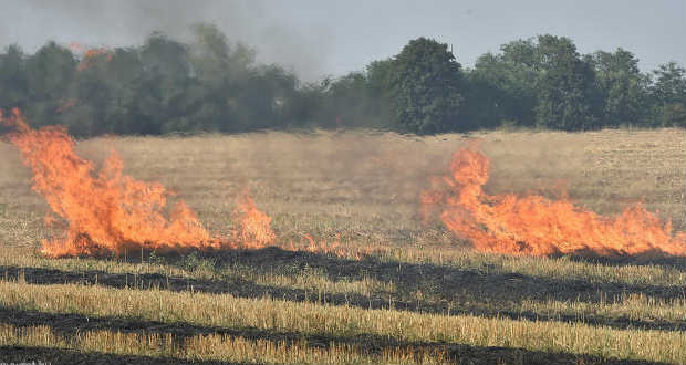 Egyre gyakoribbak a bozóttüzek