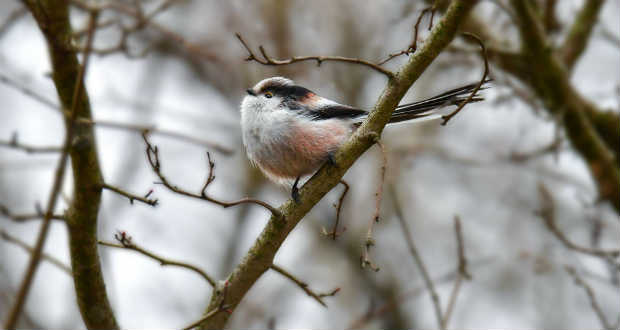 Északi őszapót fotóztak az Ungvári járásban