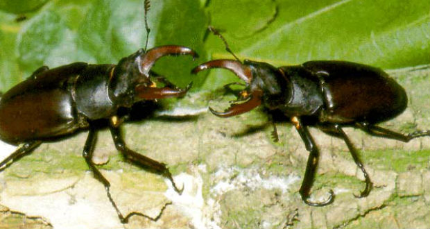 A kihalás szélére sodor egyes bogárfajokat a fák eltűnése Európában