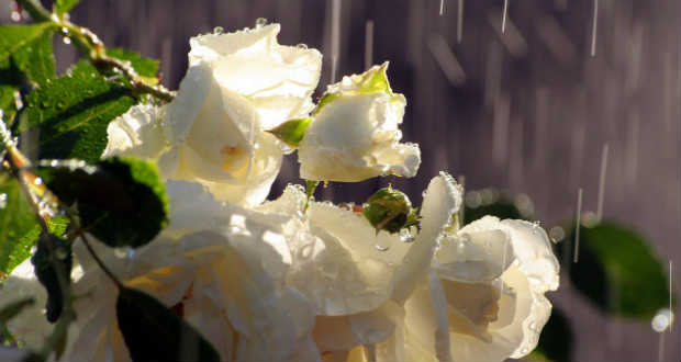 Radnóti Miklós: Bájoló