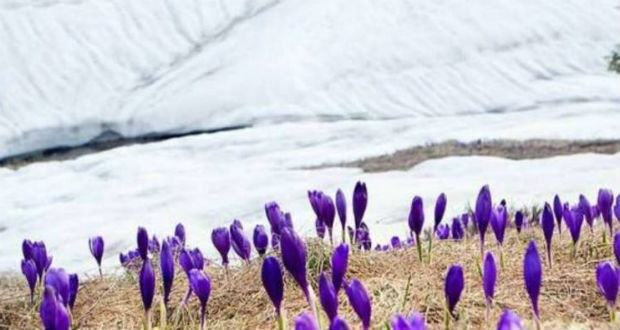 Kárpátalja ma: nyílnak a sáfrányok az Ökörmezői járásban